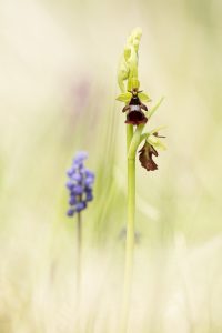 Ophrys insectifera / Fliegen-Ragwurz / Fly orchid