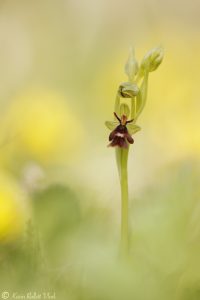 Ophrys insectifera / Fliegen-Ragwurz / Fly orchid