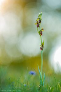 Ophrys insectifera / Fliegen-Ragwurz / Fly orchid