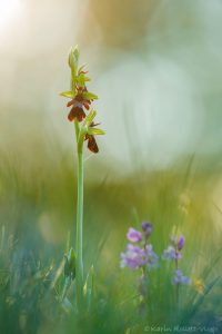 Ophrys insectifera / Fliegen-Ragwurz / Fly orchid