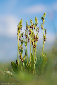 Ophrys insectifera / Fliegen-Ragwurz / Fly orchid