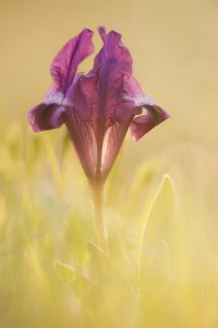 Iris pumila / Zwerg-Schwertlilie