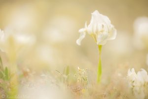 Iris pumila / Zwerg-Schwertlilie