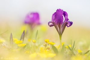 Iris pumila / Zwerg-Schwertlilie