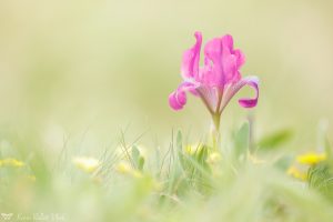 Iris pumila / Zwerg-Schwertlilie