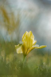 Iris pumila / Zwerg-Schwertlilie