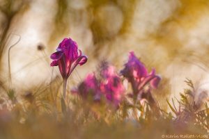 Iris pumila / Zwerg-Schwertlilie