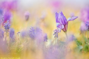 Iris pumila / Zwerg-Schwertlilie