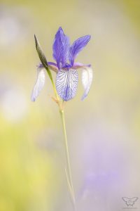 Iris sibirica / Sibirien-Schwertlilie