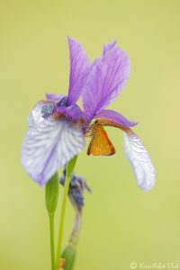 Iris sibirica / Sibirien-Schwertlilie