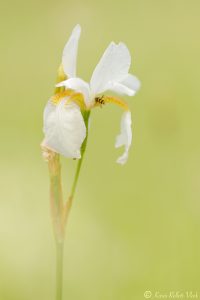 Iris sibirica / Sibirien-Schwertlilie