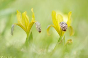 Iris variegata / Bunt-Schwertlilie