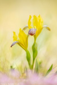 Iris variegata / Bunt-Schwertlilie