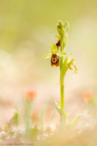 Ophrys istriensis