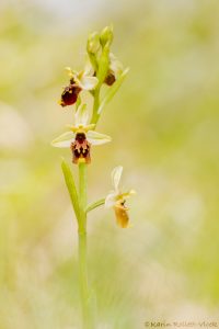 Ophrys istriensis