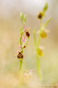 Ophrys istriensis