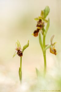 Ophrys istriensis