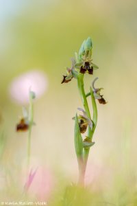 Ophrys istriensis