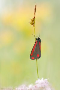 Tyria jacobaeae/ Jakobskrautbär / The cinnabar