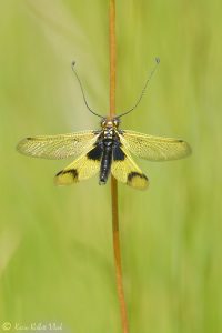 Libelloides longicornis/ Langfühlerige Schmetterlingshaft