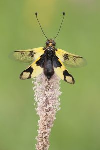 Libelloides macaronius / Östliche Schmetterlingshaft