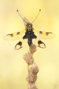 Libelloides macaronius / Östliche Schmetterlingshaft