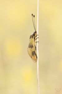 Libelloides macaronius / Östliche Schmetterlingshaft