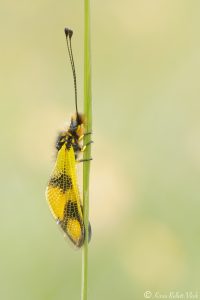 Libelloides macaronius / Östliche Schmetterlingshaft