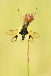 Libelloides macaronius / Östliche Schmetterlingshaft