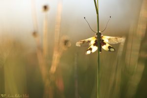 Libelloides macaronius / Östliche Schmetterlingshaft