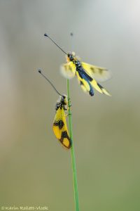 Libelloides macaronius / Östliche Schmetterlingshaft