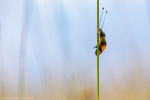 Libelloides macaronius / Östliche Schmetterlingshaft