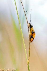 Libelloides macaronius / Östliche Schmetterlingshaft