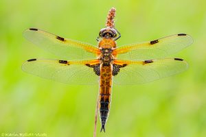 Libellula quadrimaculata / Vierfleck