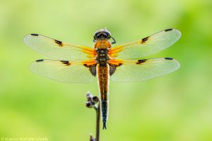 Libellula quadrimaculata / Vierfleck