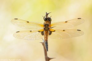 Libellula quadrimaculata / Vierfleck