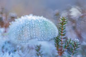 winterliches Strandgut