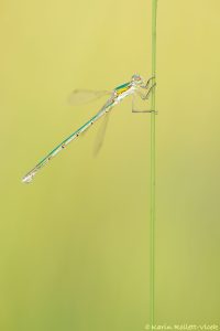 Lestes virens / Kleinen Binsenjungfer