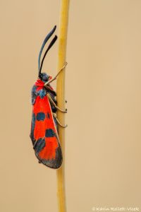 Zygaena laeta / Mannstreu-Widderchen / Bloodword burnet