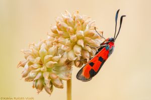 Zygaena laeta / Mannstreu-Widderchen / Bloodword burnet