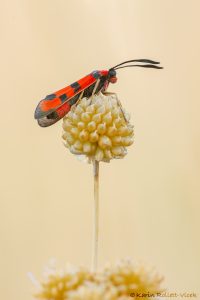 Zygaena laeta / Mannstreu-Widderchen / Bloodword burnet