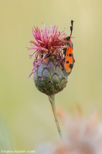 Zygaena laeta / Mannstreu-Widderchen / Bloodword burnet