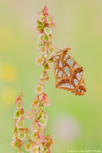 Issoria lathonia / Kleiner Perlmuttfalter / Queen of spain fritillary