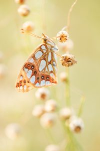 Issoria lathonia / Kleiner Perlmuttfalter / Queen of spain fritillary