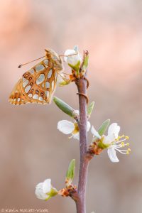 Issoria lathonia / Kleiner Perlmuttfalter / Queen of spain fritillary