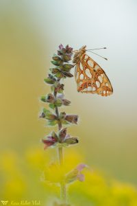 Issoria lathonia / Kleiner Perlmuttfalter / Queen of spain fritillary