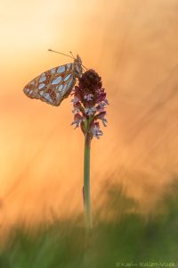 Issoria lathonia / Kleiner Perlmuttfalter / Queen of spain fritillary