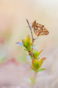 Issoria lathonia / Kleiner Perlmuttfalter / Queen of spain fritillary