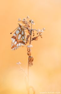 Issoria lathonia / Kleiner Perlmuttfalter / Queen of spain fritillary