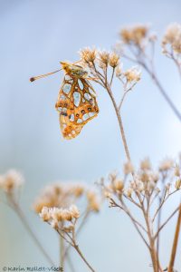 Issoria lathonia / Kleiner Perlmuttfalter / Queen of spain fritillary